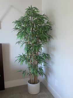 Artificial Large 6' Bamboo Tree Potted in Black Plastic  Container With Optional Off white Ceramic Planter