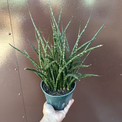 6” Sansiveria Fern Wood
