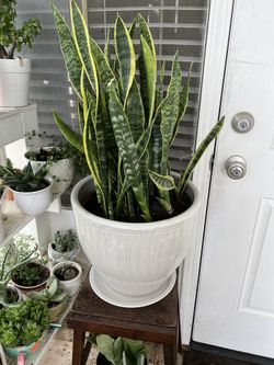 Snake Plant