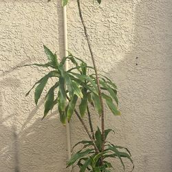 Gorgeous House Plant