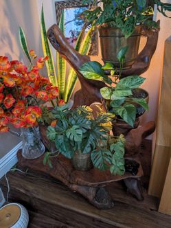 Handcrafted Live Edge Teak Root Plant Stand Display Stand