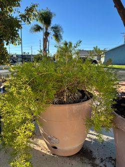 Asparagus Fern in Large Pot 2.5 ft