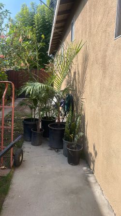 Plantas Plantas Grandes50 Cada Una