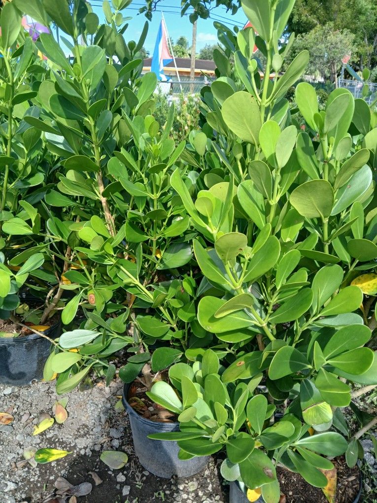 Clusia on sale! $23.004-4.5'ft