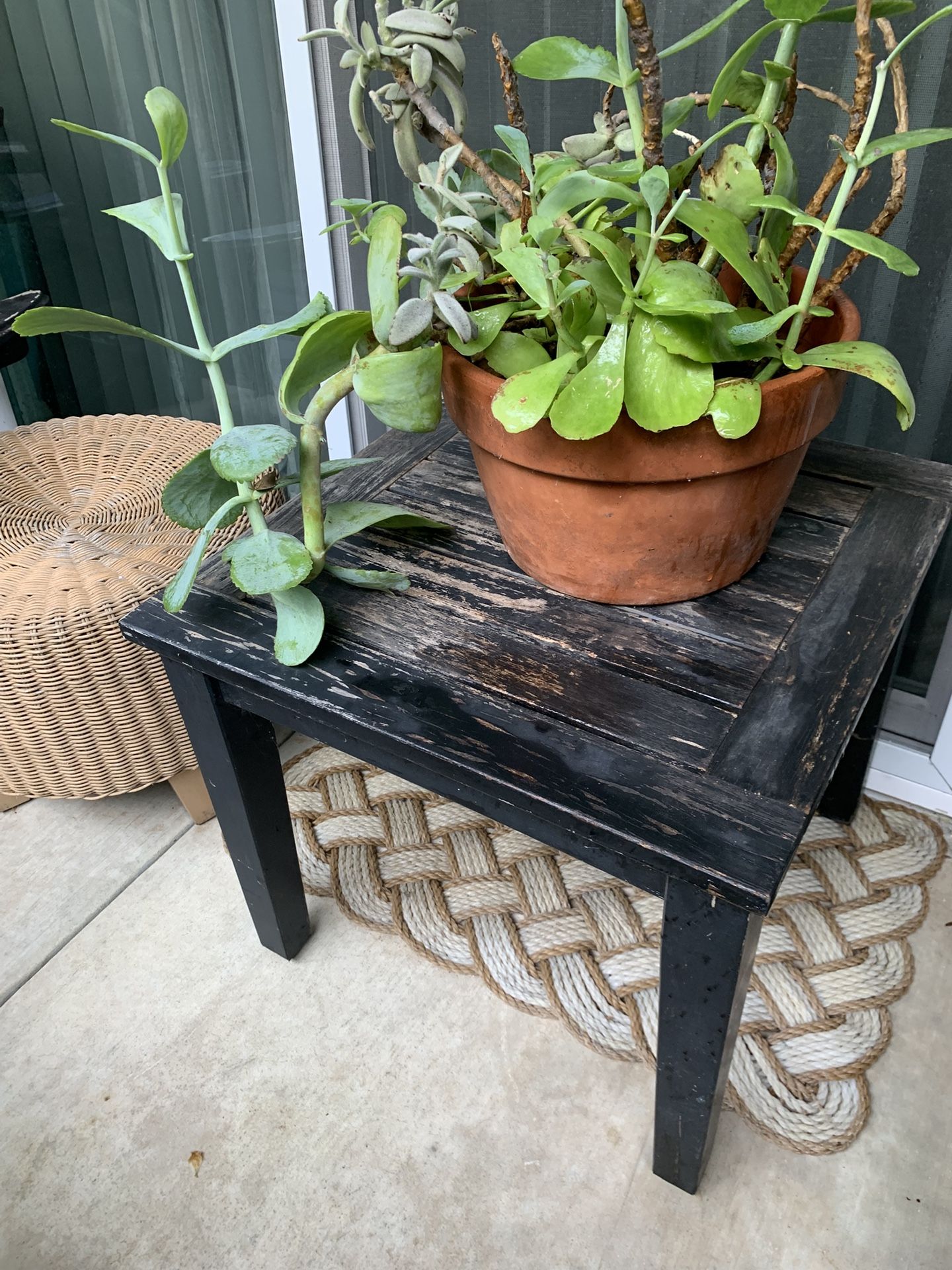 Potted Plants🪴🪴🪴 🪴 *Pls Read Description*