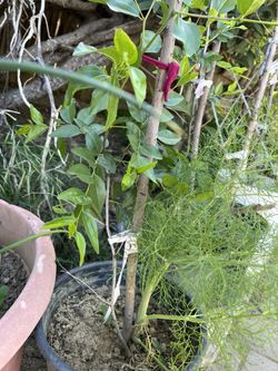 Jujube Tree Sugar Cane