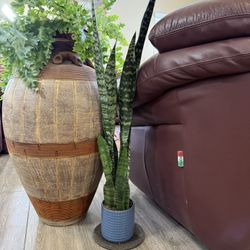 Live Snake Sansevieria Plant With Ceramic Pot ( Please Read Full Description)