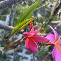 Plumeria Cuttings And Plants And Snake Plants