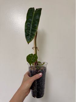 Philodendron Billietiae