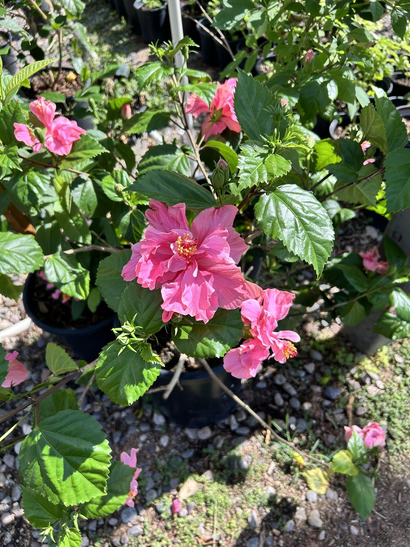 5g Hibiscus