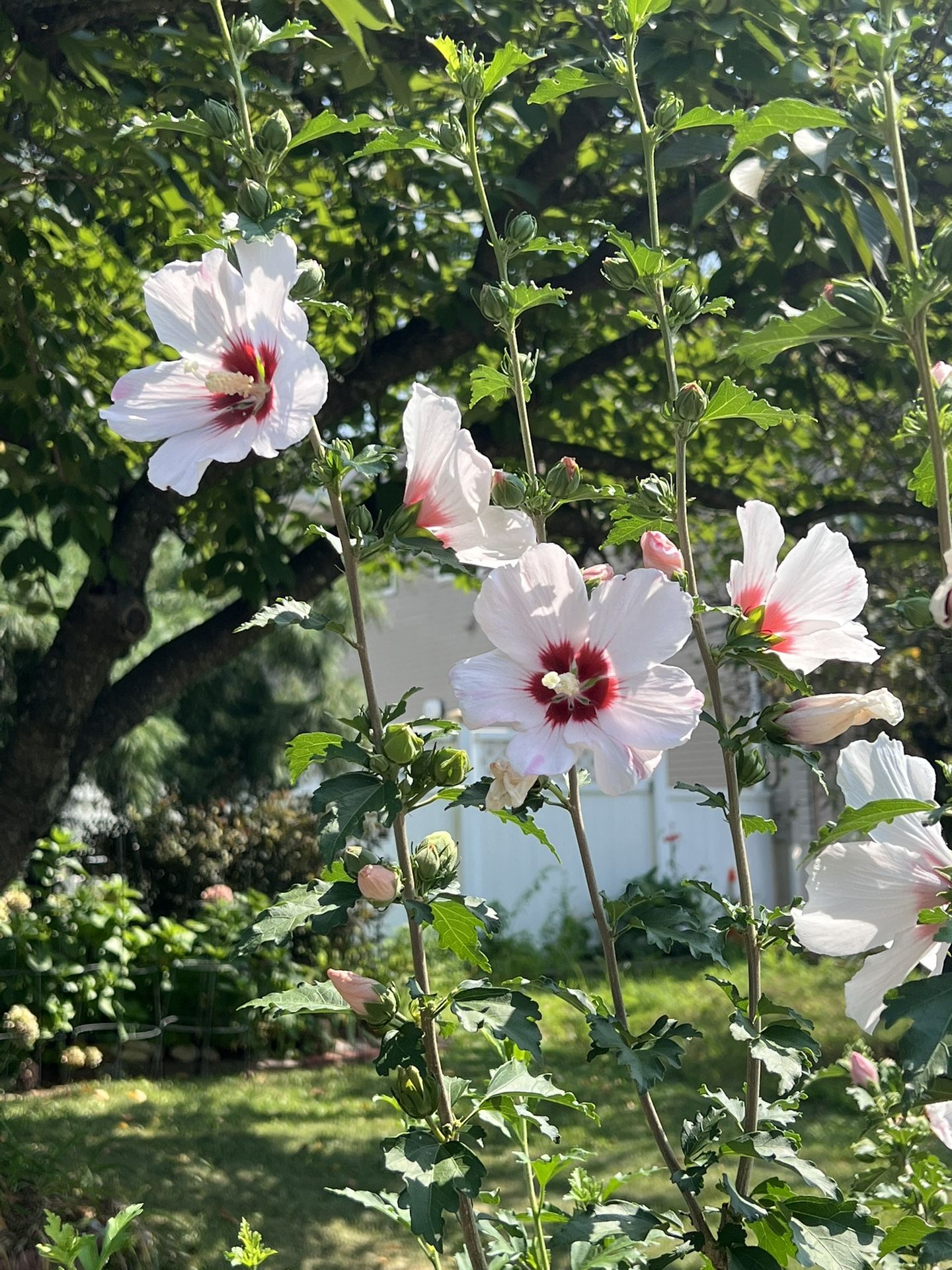 Perennial ROSE OF SHARON - Rooted