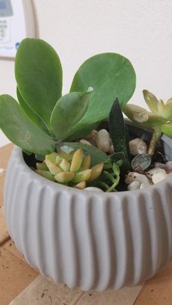 Beautiful succulents in cute grey planter ready to go to a loving home perfect for fathers day.ty