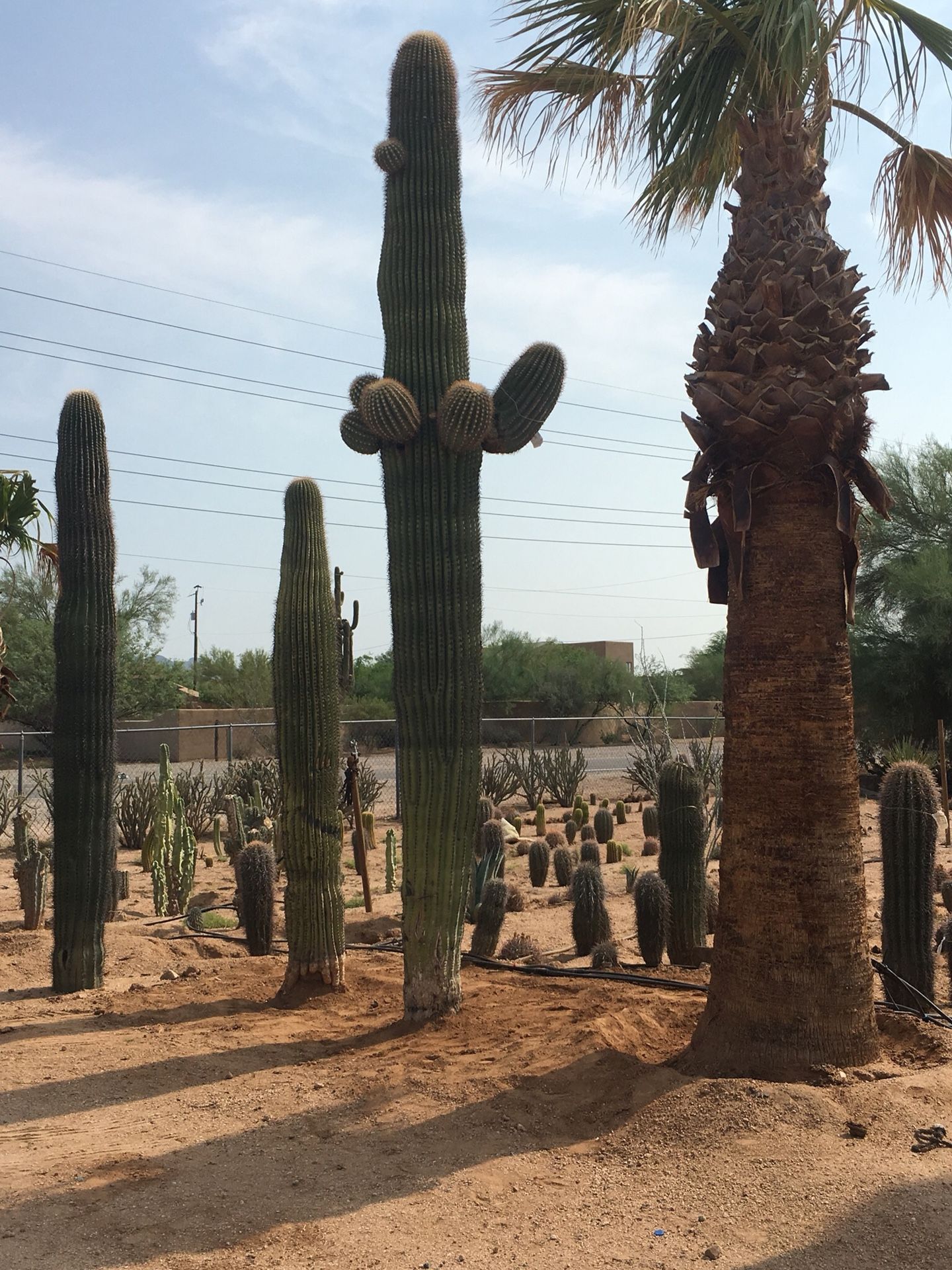 Saguaro Cactus for Sale