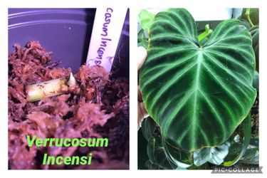 philodendron temperature Philodendron White Measure main image 0