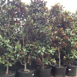 D D Blanchard Magnolia Trees 30gallon @956@292@8442