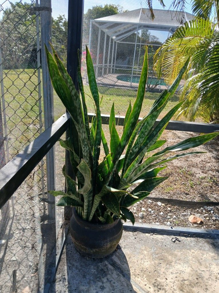 Snake Plant