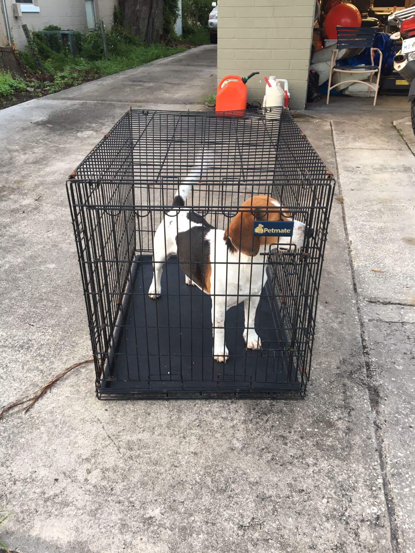 Collapsible dog kennel