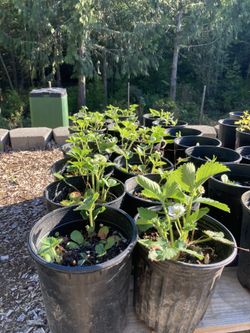 Organic Strawberry Plants