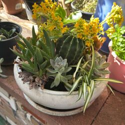 Beautiful Base With different Plant  And Cactus