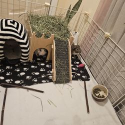 Guinea Pig Cage 