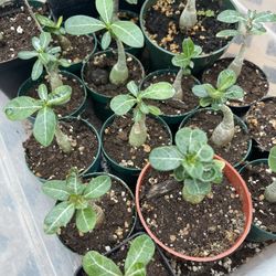 Desert Rose 🌹 Fire 🔥 Red Plants 🌱 Flowers 