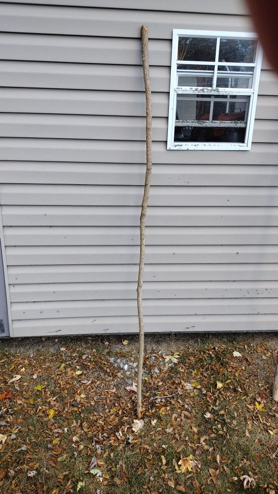 Pine Stick