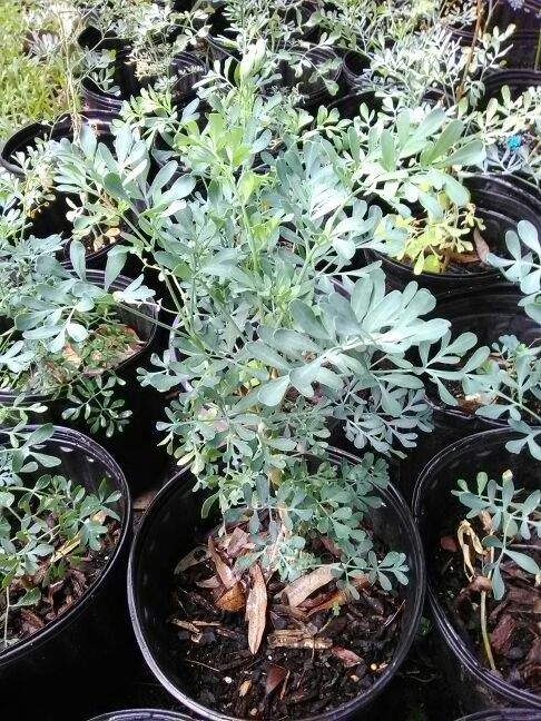 Planta medicinal ruda