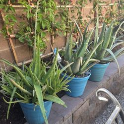 Aloe vera plants.