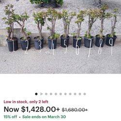 Jade Plant Bonsai (medium / Large) 42” - 72 Tall