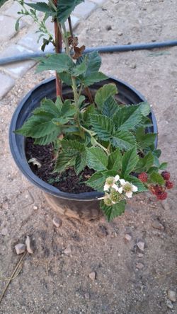 Red blackberry  plants