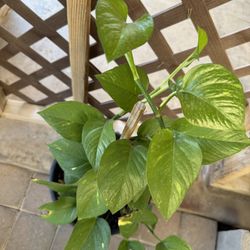 Indoor Plant in 5G $30 Firm Price!