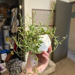 String Of Dolphins Plant