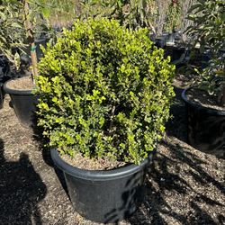 Japanese Boxwood Globe