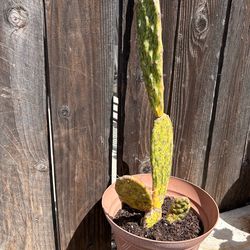Cactus plant