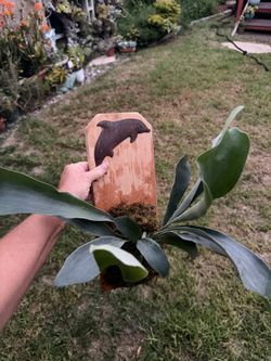 45$ Young Healthy Staghorn Ferns : Mounted And Ready To Hang