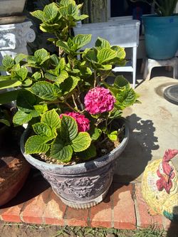 BEAUTIFUL HORTENSIA PLANT $60 BEAUTIFUL PLANTER