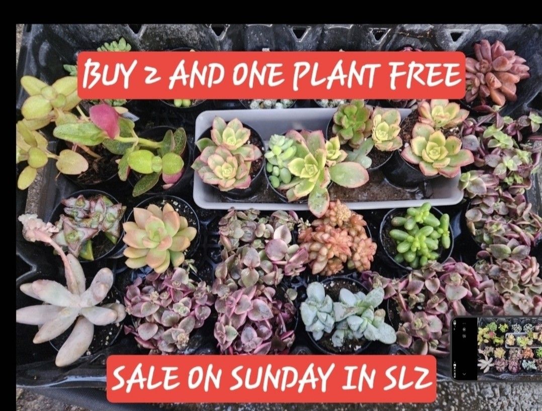 FREE SUCCULENT WHEN YOU BUY 2 !! SATURDAY IN SAN LORENZO☆☆SKYLINE SUCCULENTS