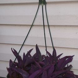 Purple Heart Plants 