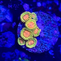 Awesome Blossom Zoa Display Decor