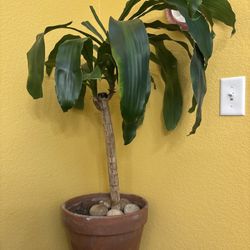A Real Plant Indoor 