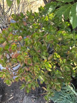 jade plant 