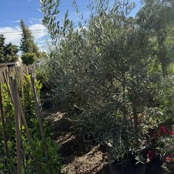 24 Gallon Olive Tree