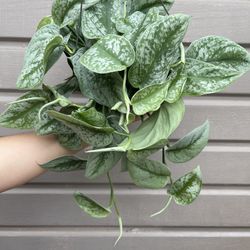 6” Exotica Pothos