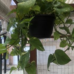 Money Plant Get 2 Free Banana Plant 