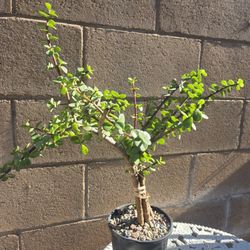 Elephant Ear Jade Plant 