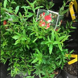 1 Gallon 2 Feet Pomegranate Fully Rooted Plant Punica Granatum