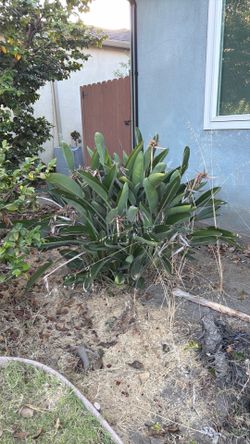 FREE bird of paradise