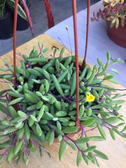 Real plant