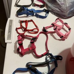 Dog Collars