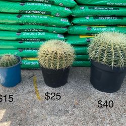 Golden barrel Cactus Plant 